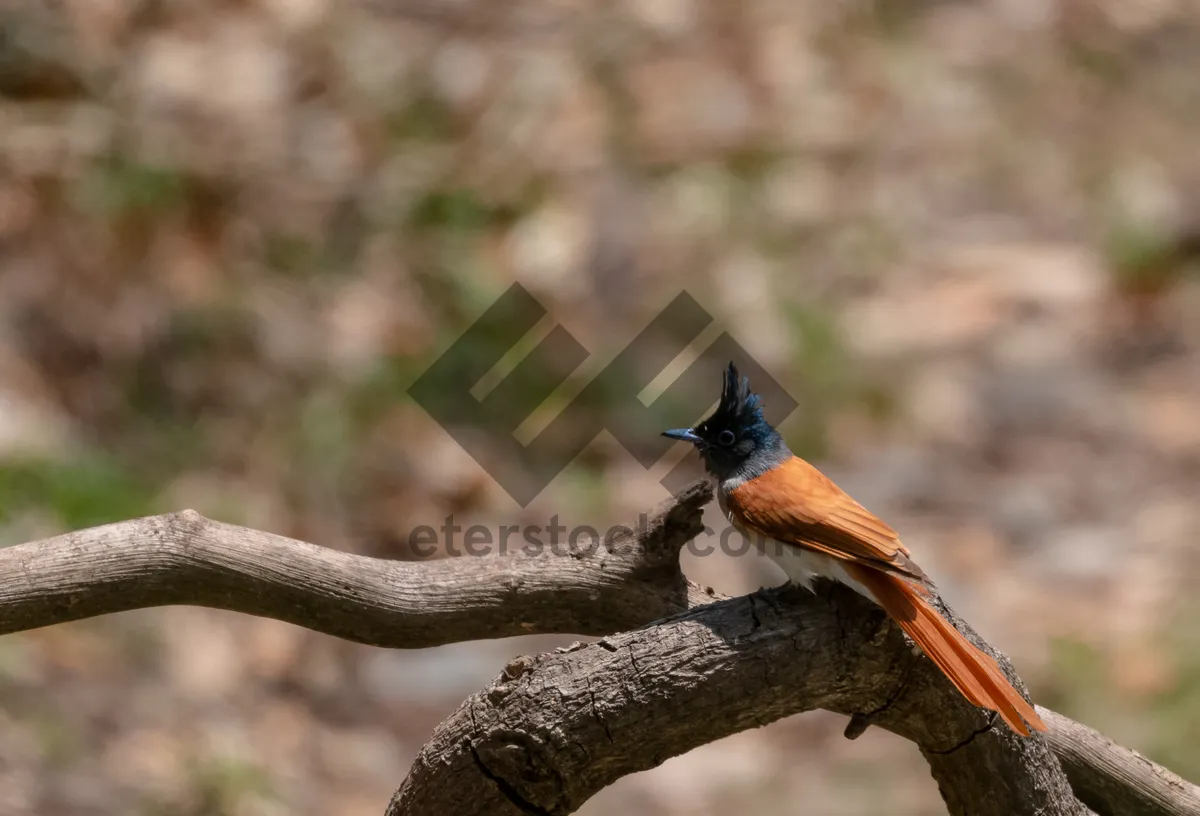 Picture of Brown bird with wing on tree branch.