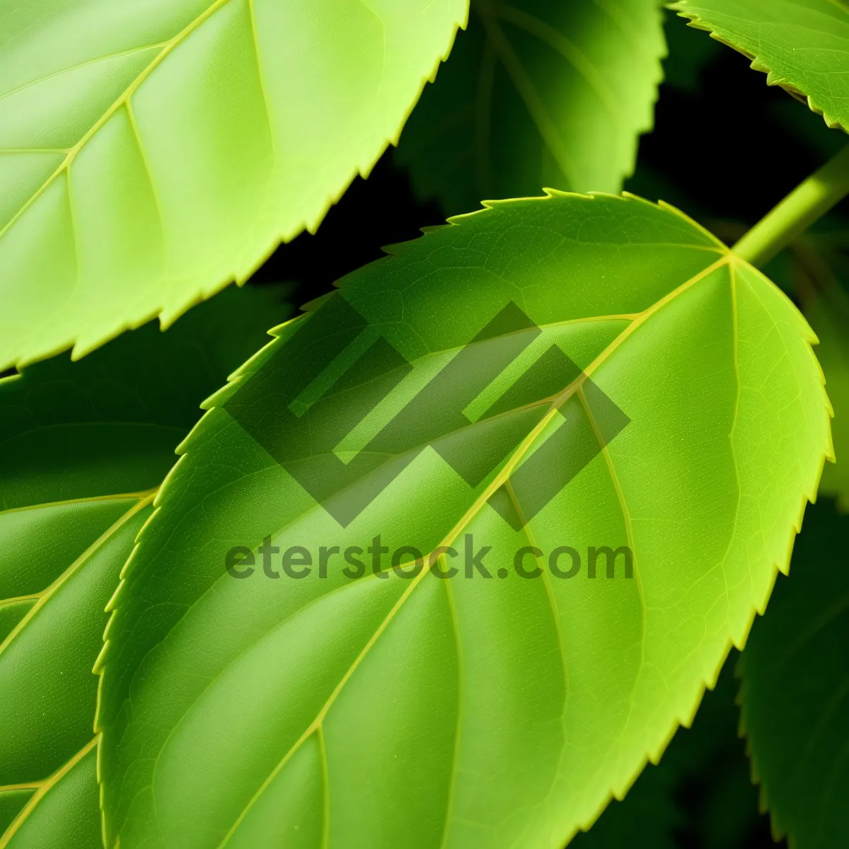 Picture of Vibrant Spring Foliage in a Lush Forest