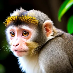 Cute Macaque Monkey in Wild Jungle