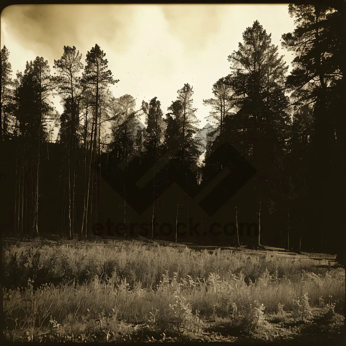 Picture of Serene Winter Woods in Scenic Landscape
