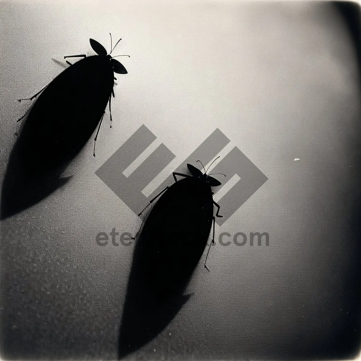 Picture of Black Airship Beetle: Close-up of Ground Beetle on Aircraft