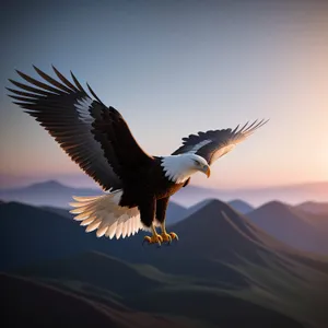 Majestic Flight: Bald Eagle Soaring in the Wild.