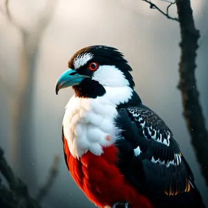 Wild Woodpecker Perched on Branch, Showcasing Vibrant Feathers