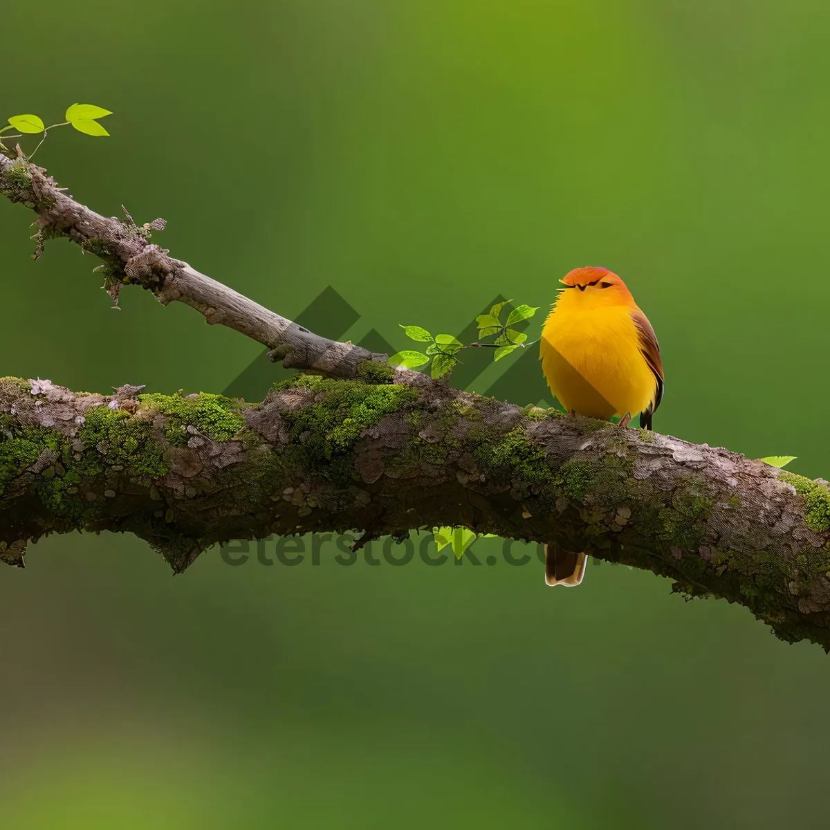 Picture of Vibrant Goldfinch Perching on Branch