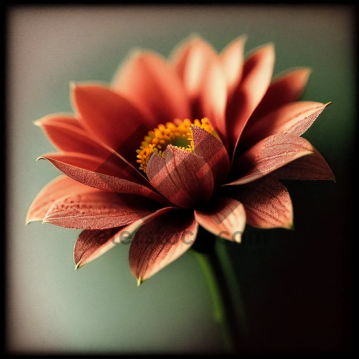 Picture of Blooming Pink Daisy Petals in Summer Garden