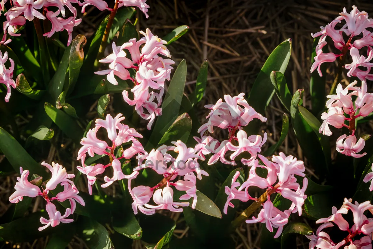 Picture of Blooming pink Rhododendron shrub in garden