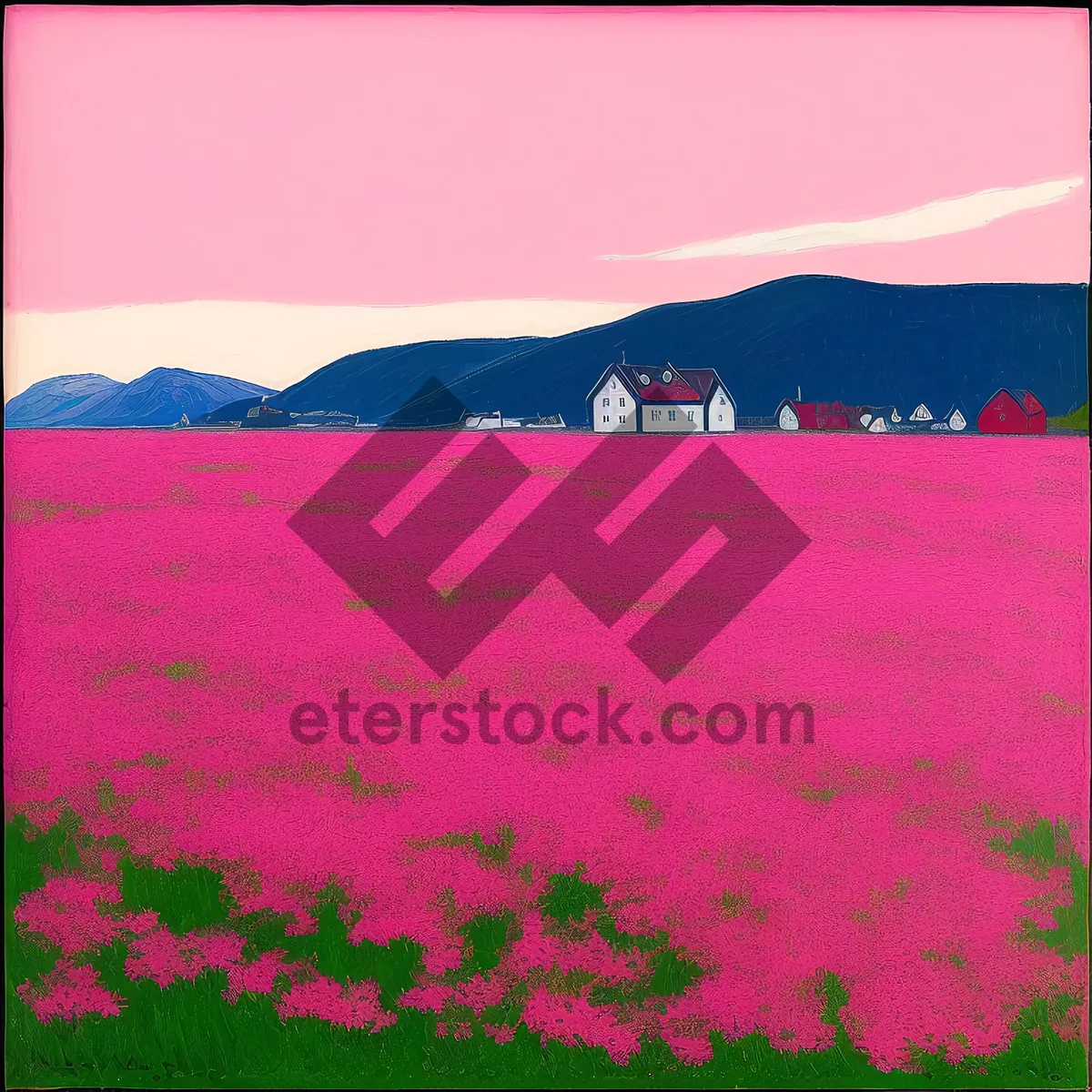 Picture of Colorful Moss Pink Phlox Blooming in Meadow