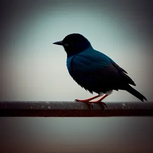 Beautiful Magpie Perched on Tree Branch