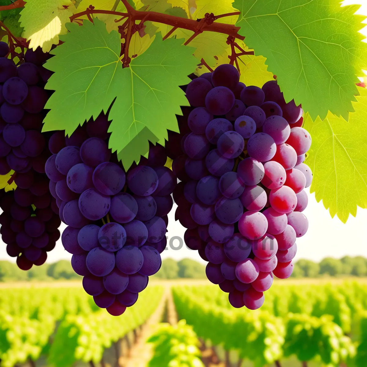 Picture of Juicy Autumn Harvest: Organic Purple Grape Cluster in a Vineyard