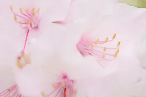 Close-up of delicate pink floral blossoms in garden.