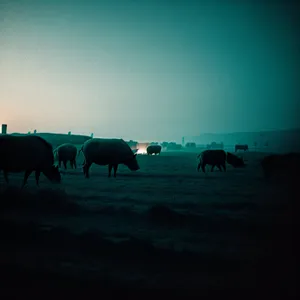 Serenity at the Ranch: Silhouetted Cattle Grazing in Golden Sunset