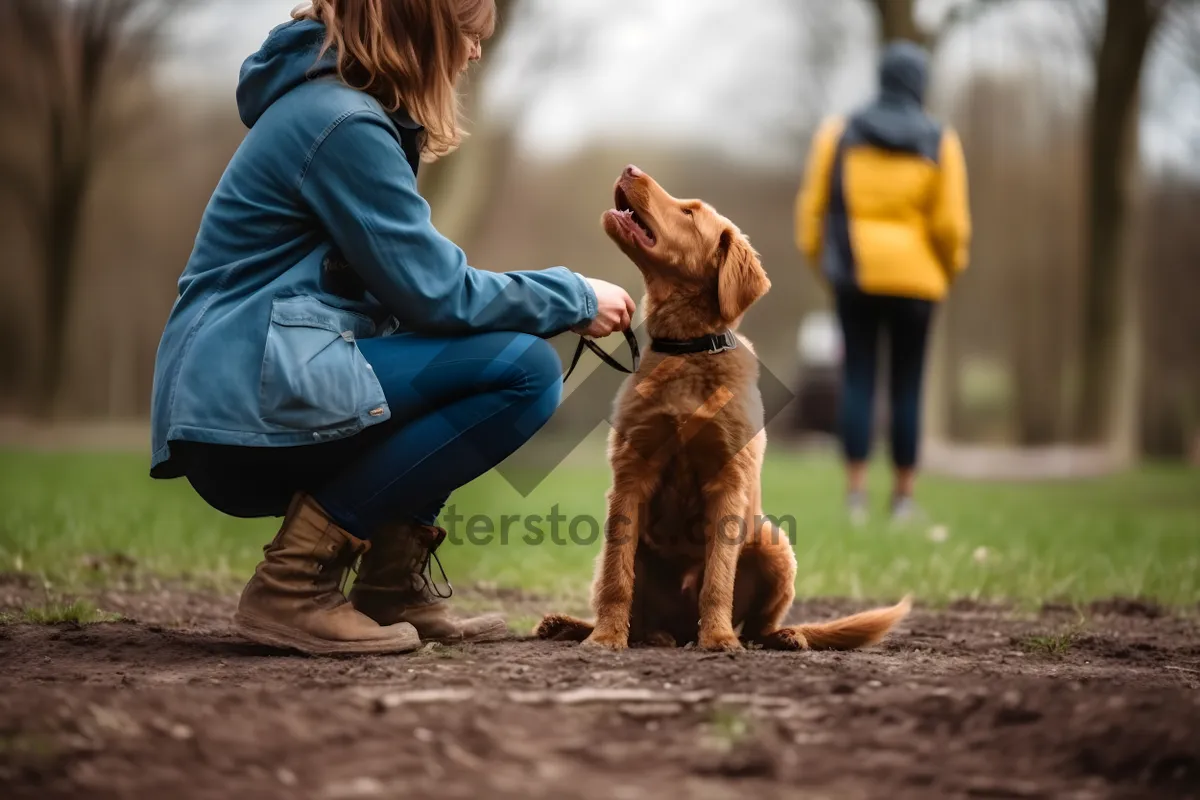 Picture of A dog trainer working with dogs to teach obedience and behavior modification.