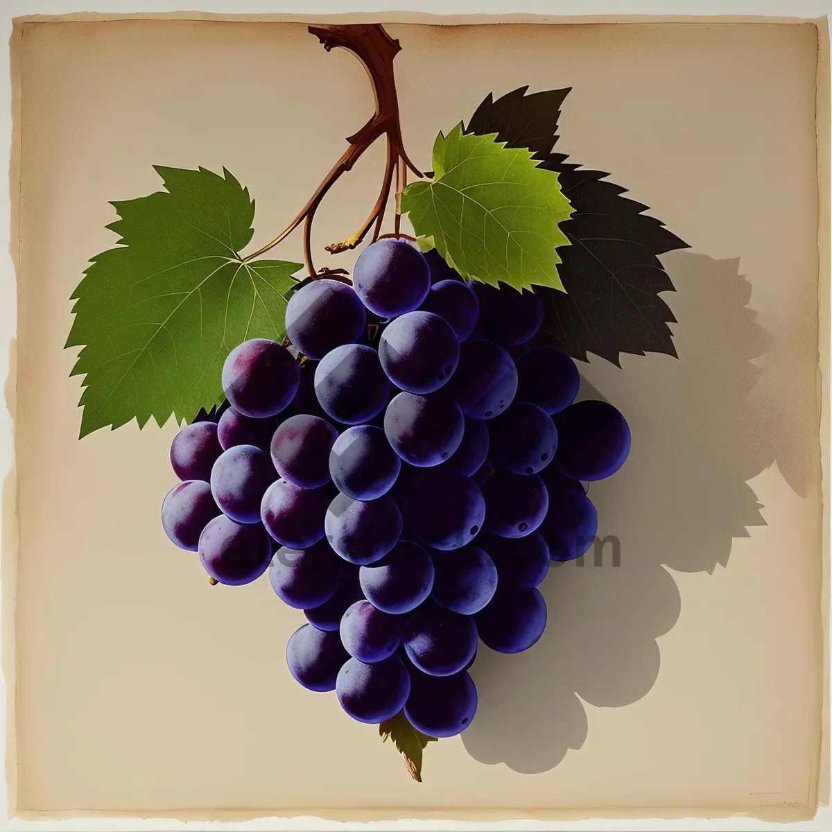 Picture of Autumn Harvest: Ripe, Juicy Concord Grape Cluster