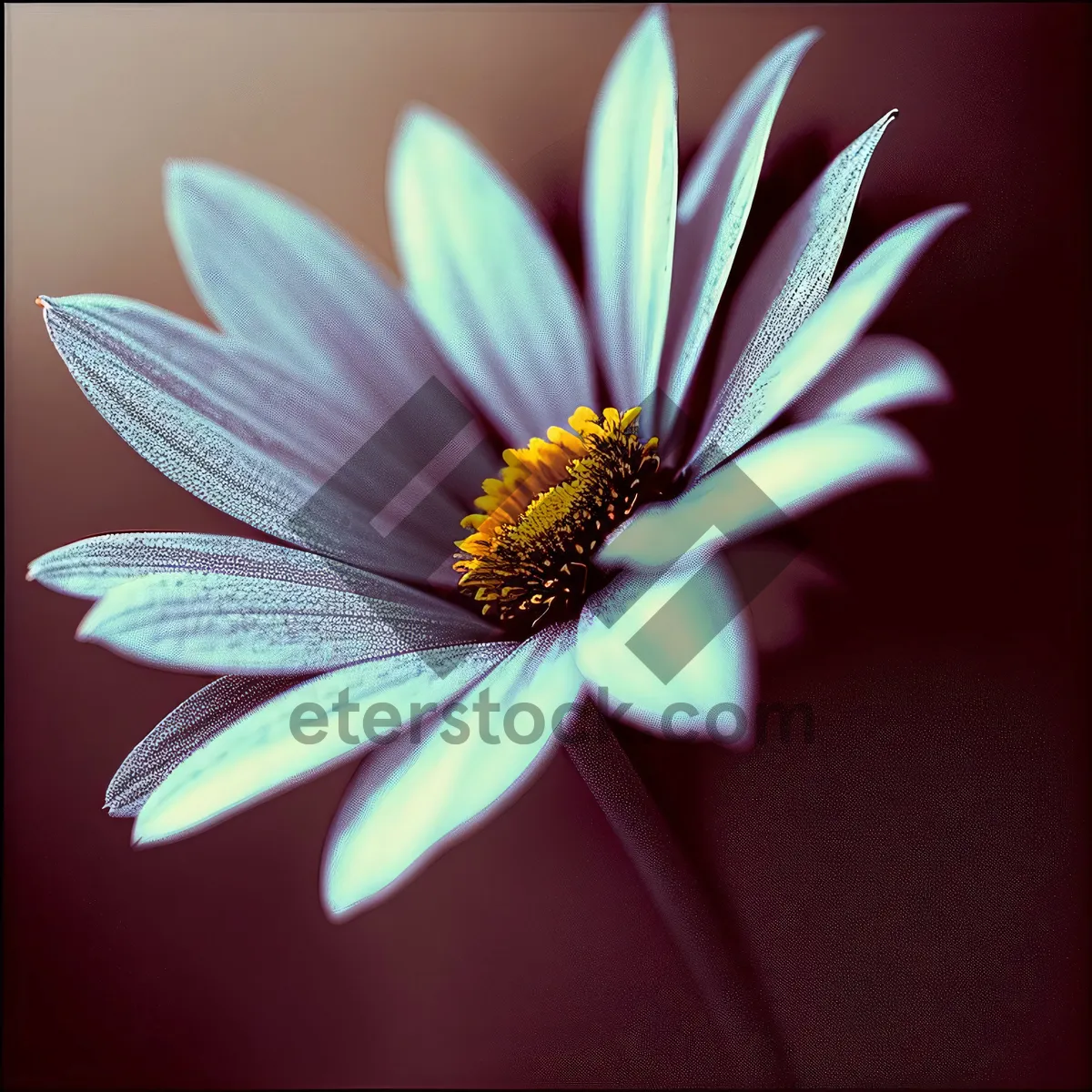 Picture of Yellow Daisy Blossom in Lush Garden