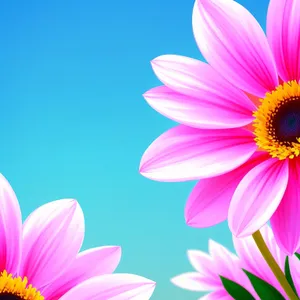 Colorful Lotus Blossom in Vibrant Pink