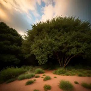 Golden Sunset over Rustic Forest Landscape