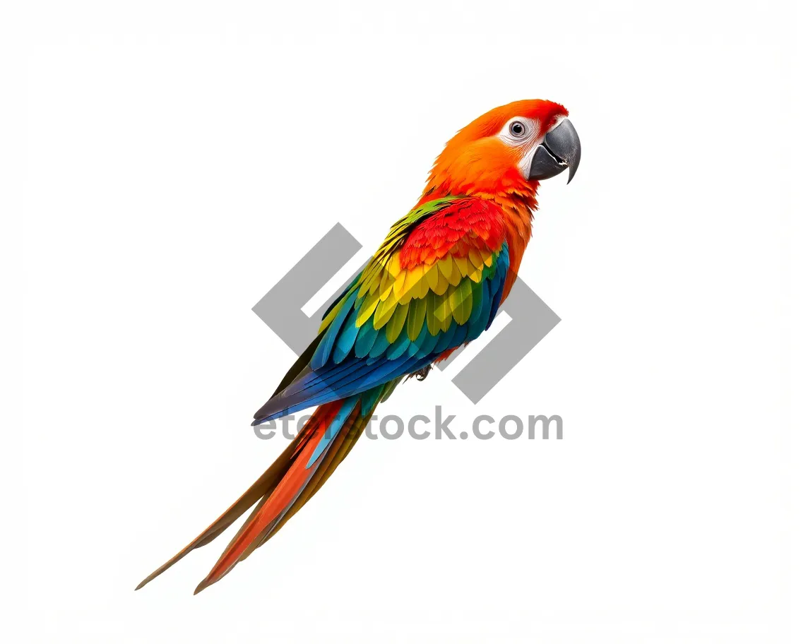 Picture of Colorful Macaw Parrot Perched on a Branch with Feathers