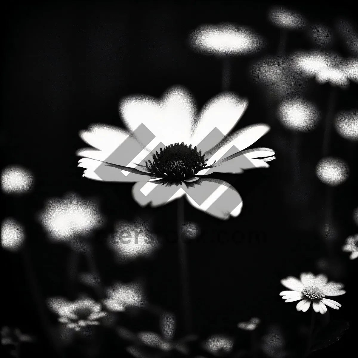 Picture of Yellow Daisy Bloom in Summer Meadow Closeup