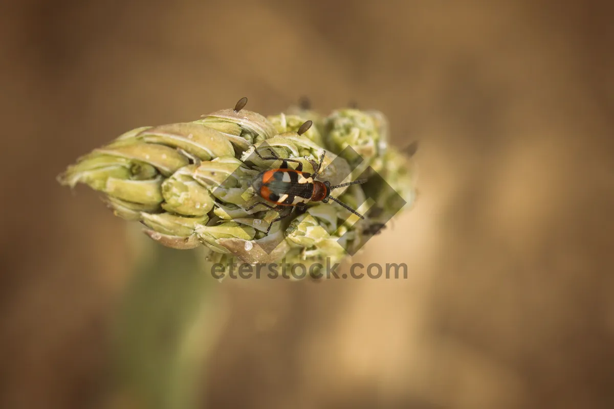 Picture of Summer Ladybug on Flora in Garden