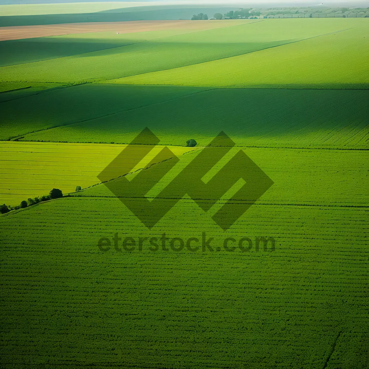 Picture of Vibrant Summer Field Under Blue Sky