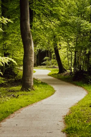 Autumn Park Road Landscape in Forest Setting