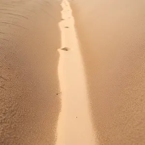 Needle in Sand Dunes