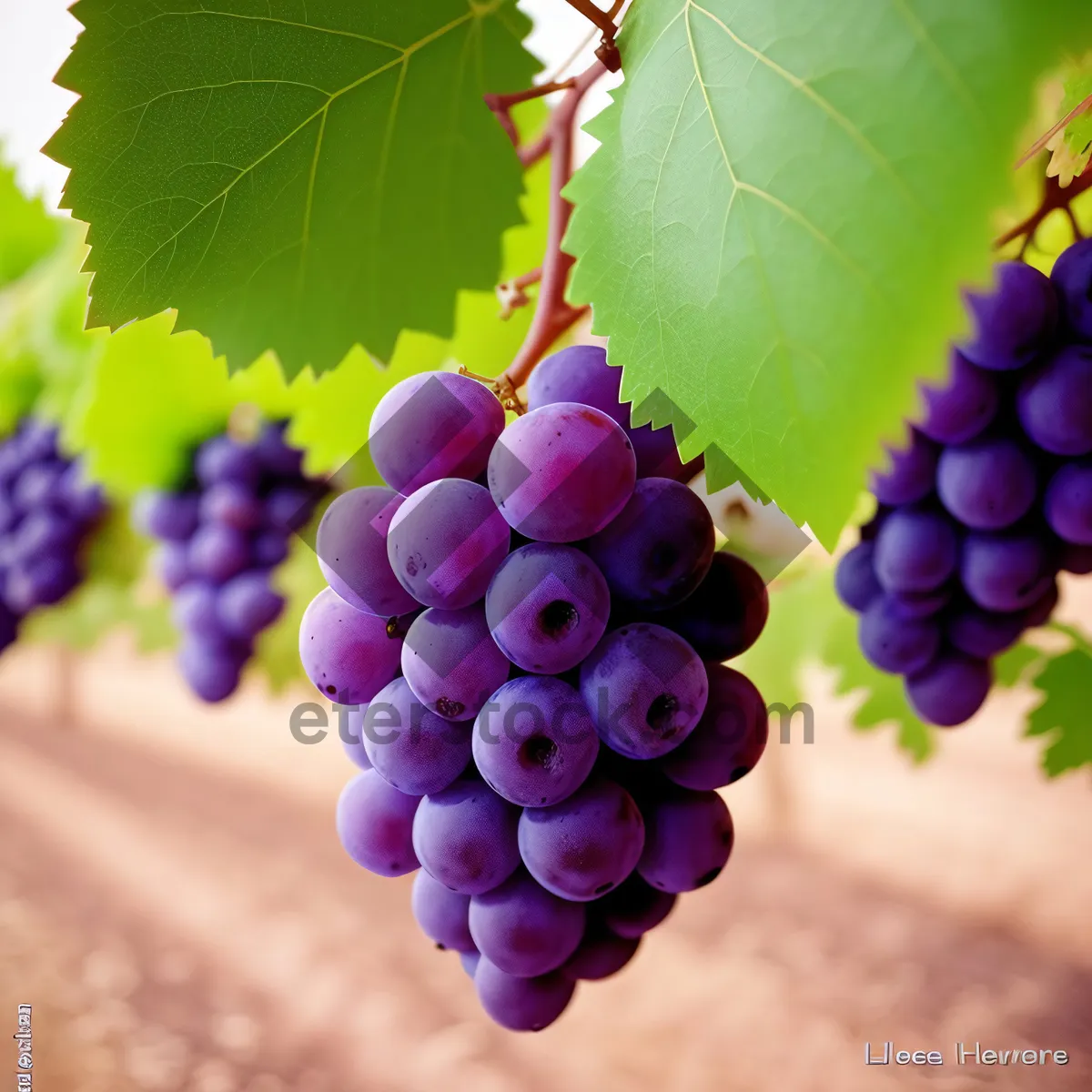 Picture of Fresh and Juicy Harvest of Organic Grapes