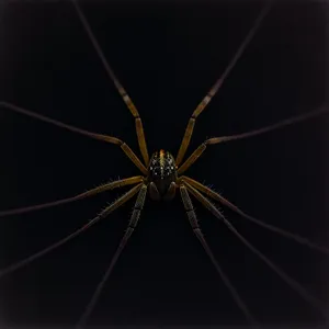 Nocturnal Arachnid: Black Harvestman in Low Light