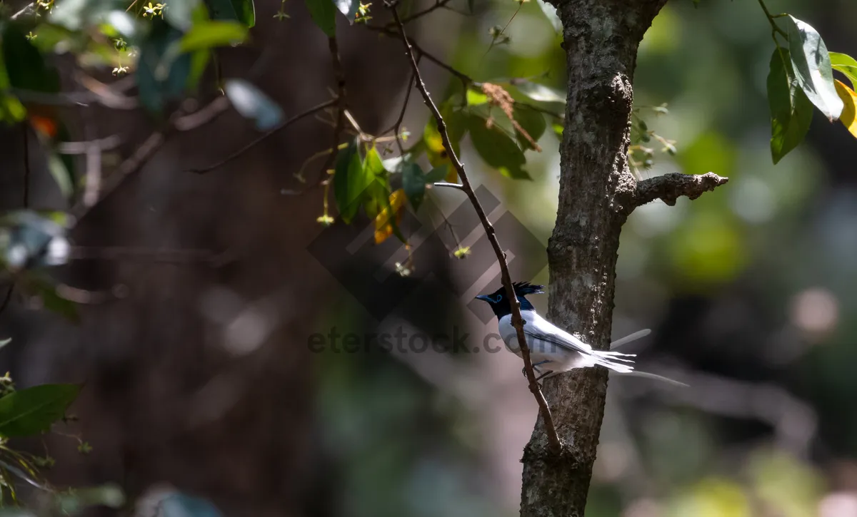 Picture of Wild magpie perched on branch in forest.