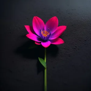 Pink Lotus Petals Blooming in Garden