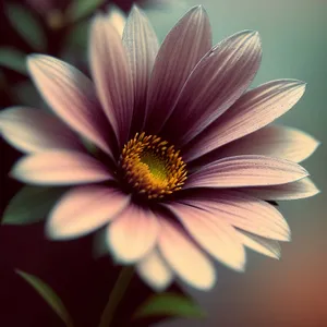Yellow Daisy Blossom in Blooming Meadow