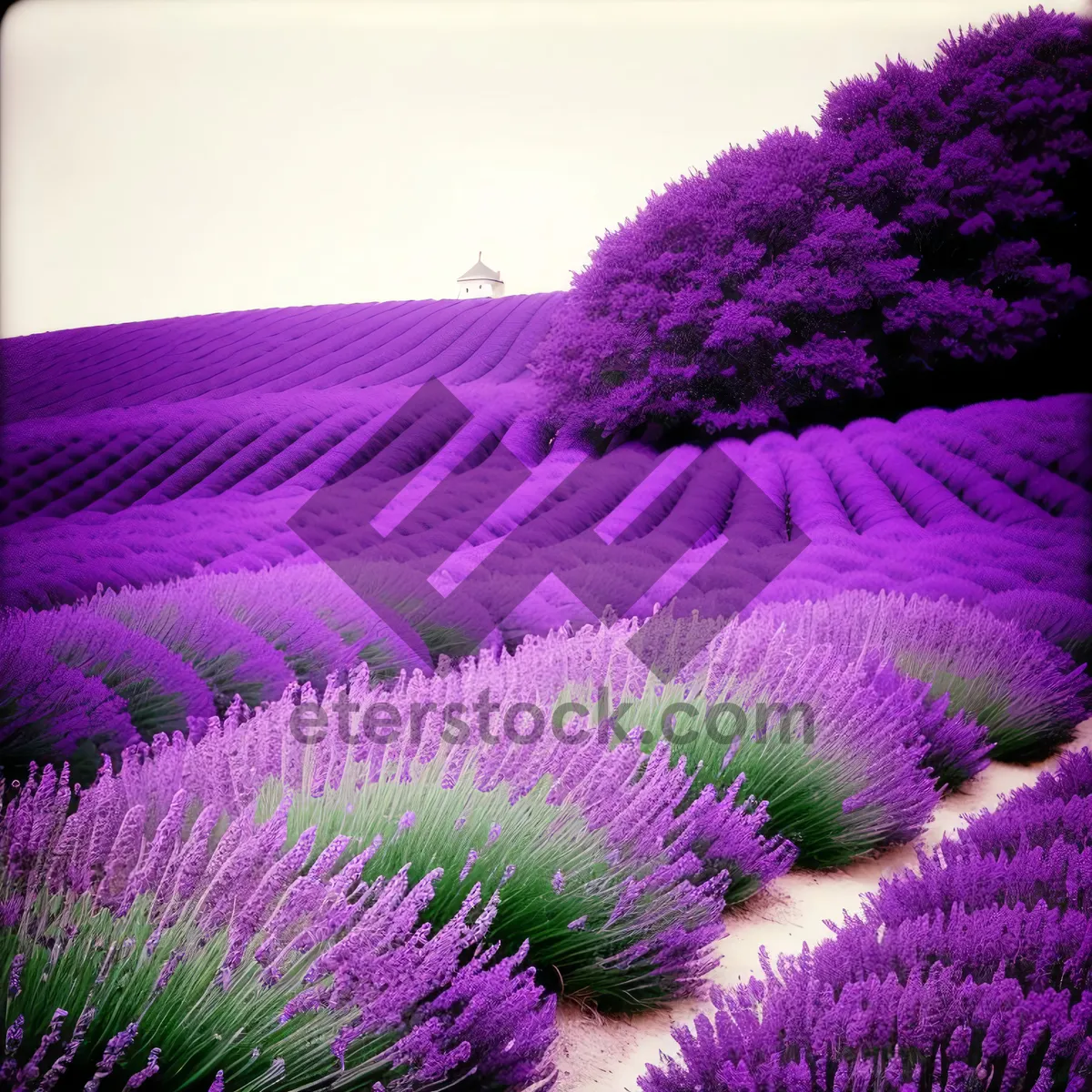 Picture of Purple Heath Flower in a Colorful Field.