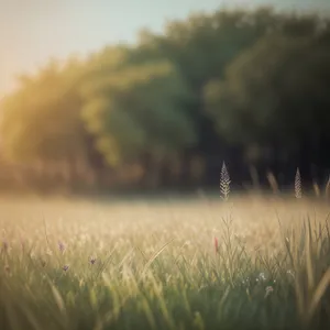 Golden Fields of Abundant Harvest