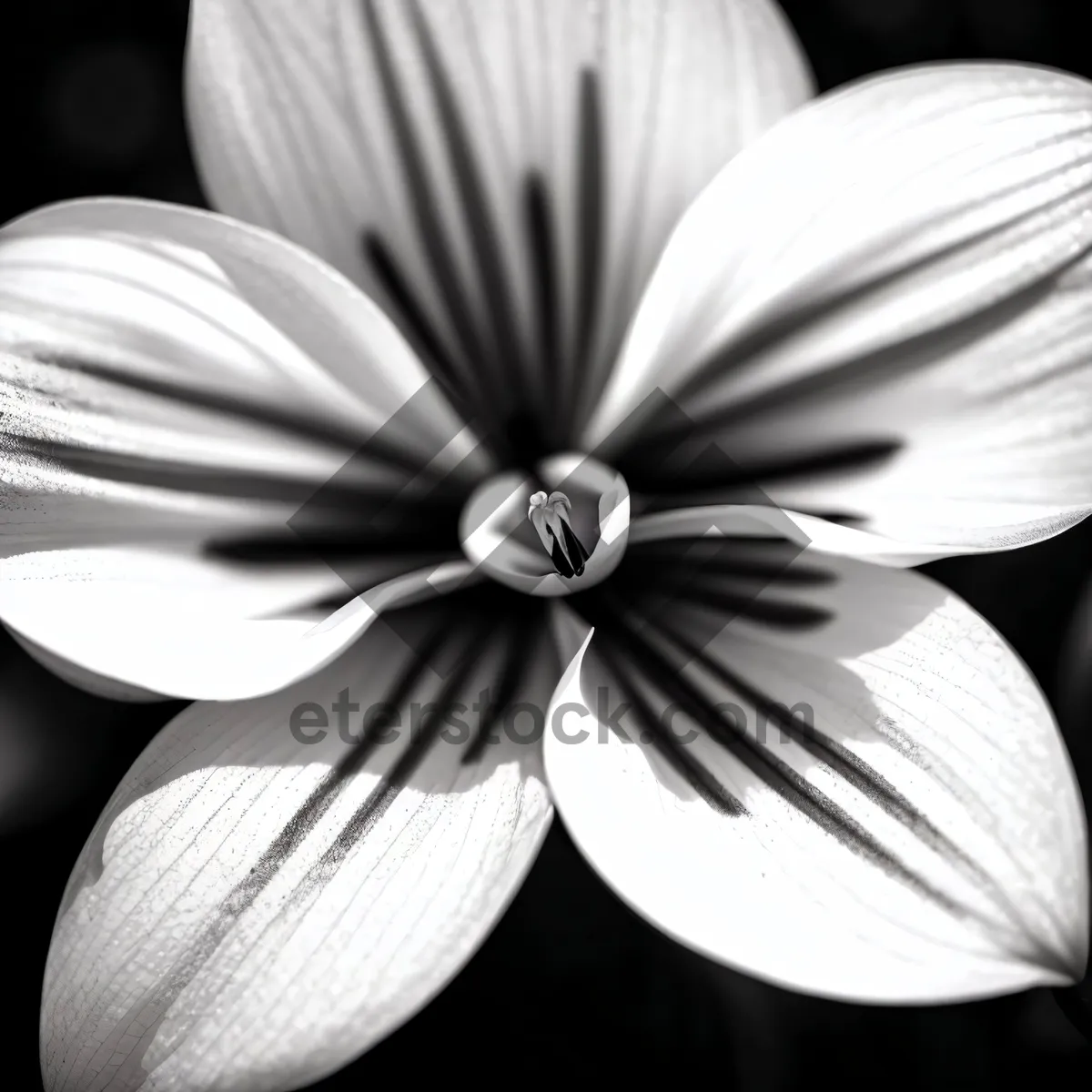 Picture of Soft Petal Flow: Abstract Fractal Flower Design