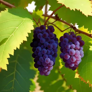 Bountiful Harvest: Vineyard's Abundant Grape Cluster