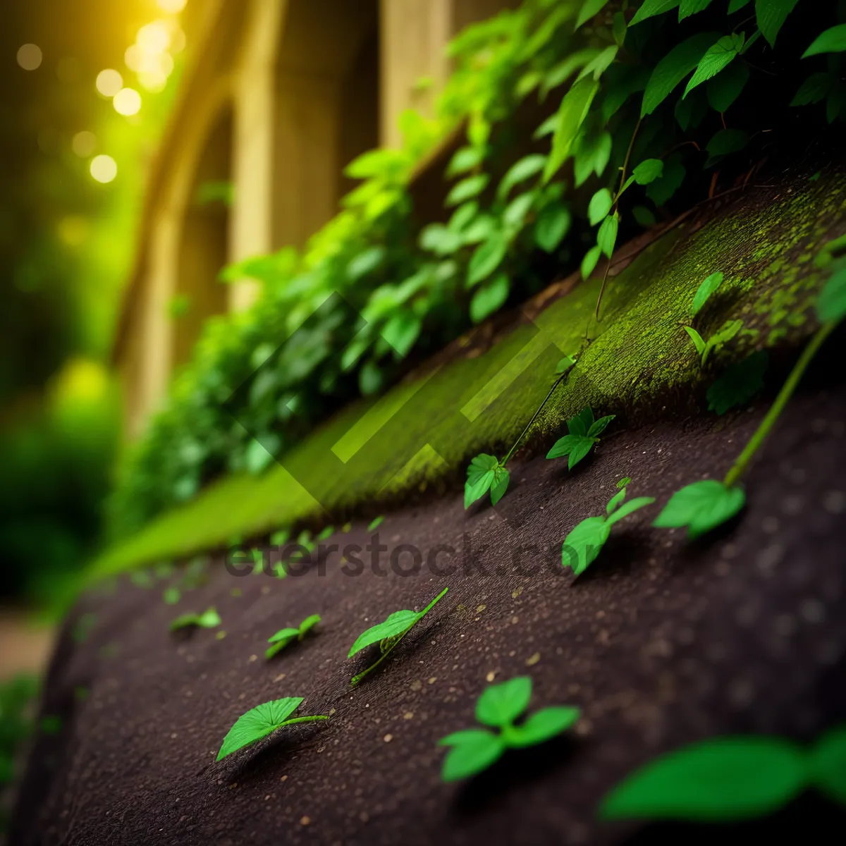 Picture of Dew-kissed Aquatic Plant Soaked in Raindrop