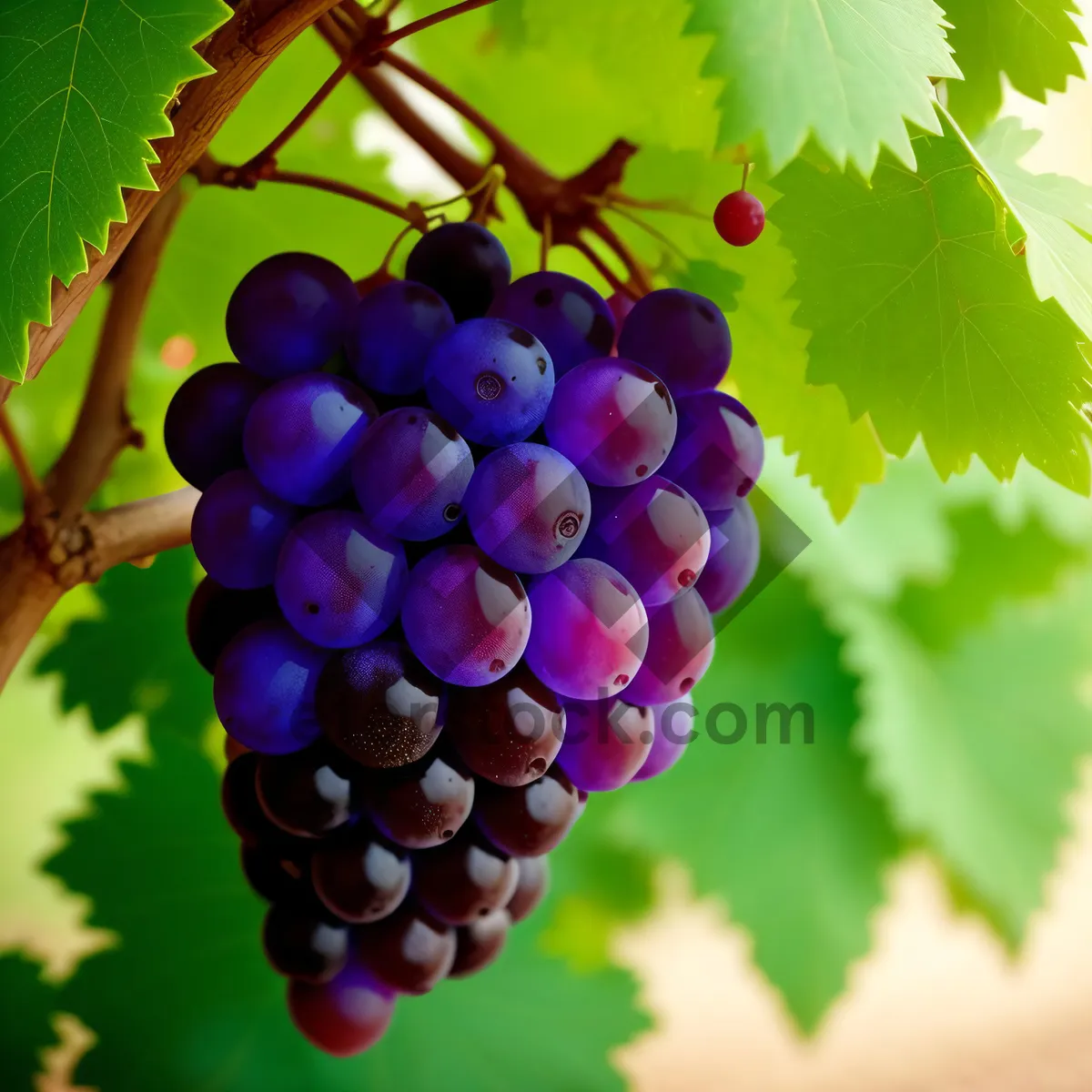 Picture of Juicy Autumn Berry Harvest in a Vineyard