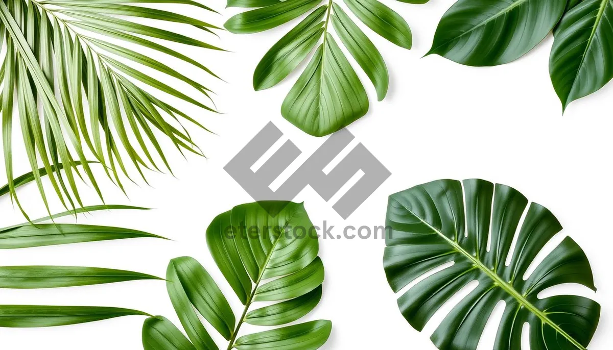 Picture of Floral Bamboo Leaf Art Design Pattern