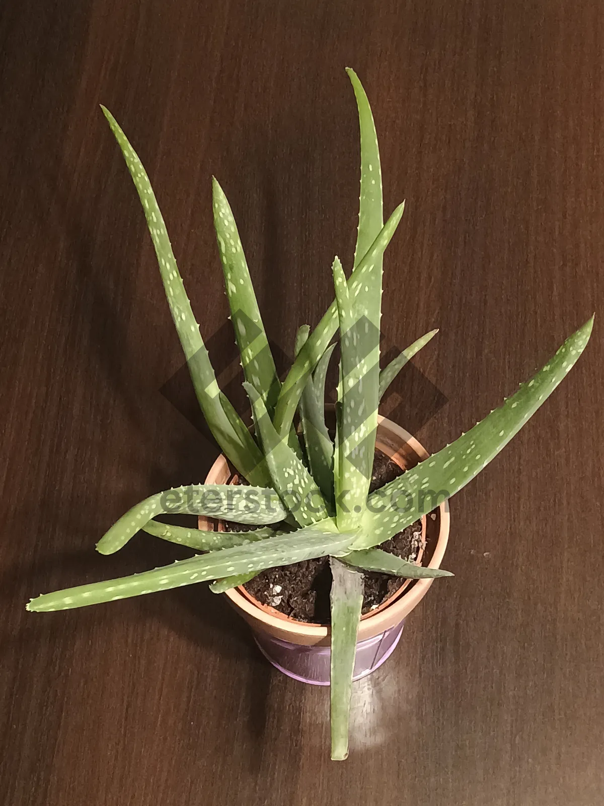 Picture of Close up of succulent plant in garden