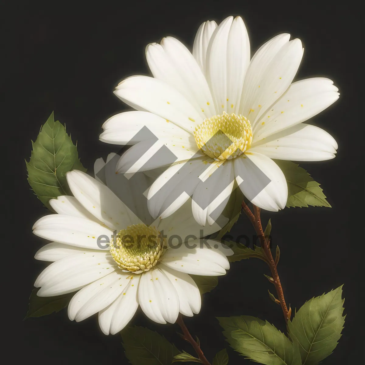 Picture of Bright Yellow Daisy Flowers in Meadow Close-up