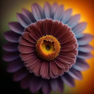 Vibrant Yellow Sunflower Petals in Full Bloom