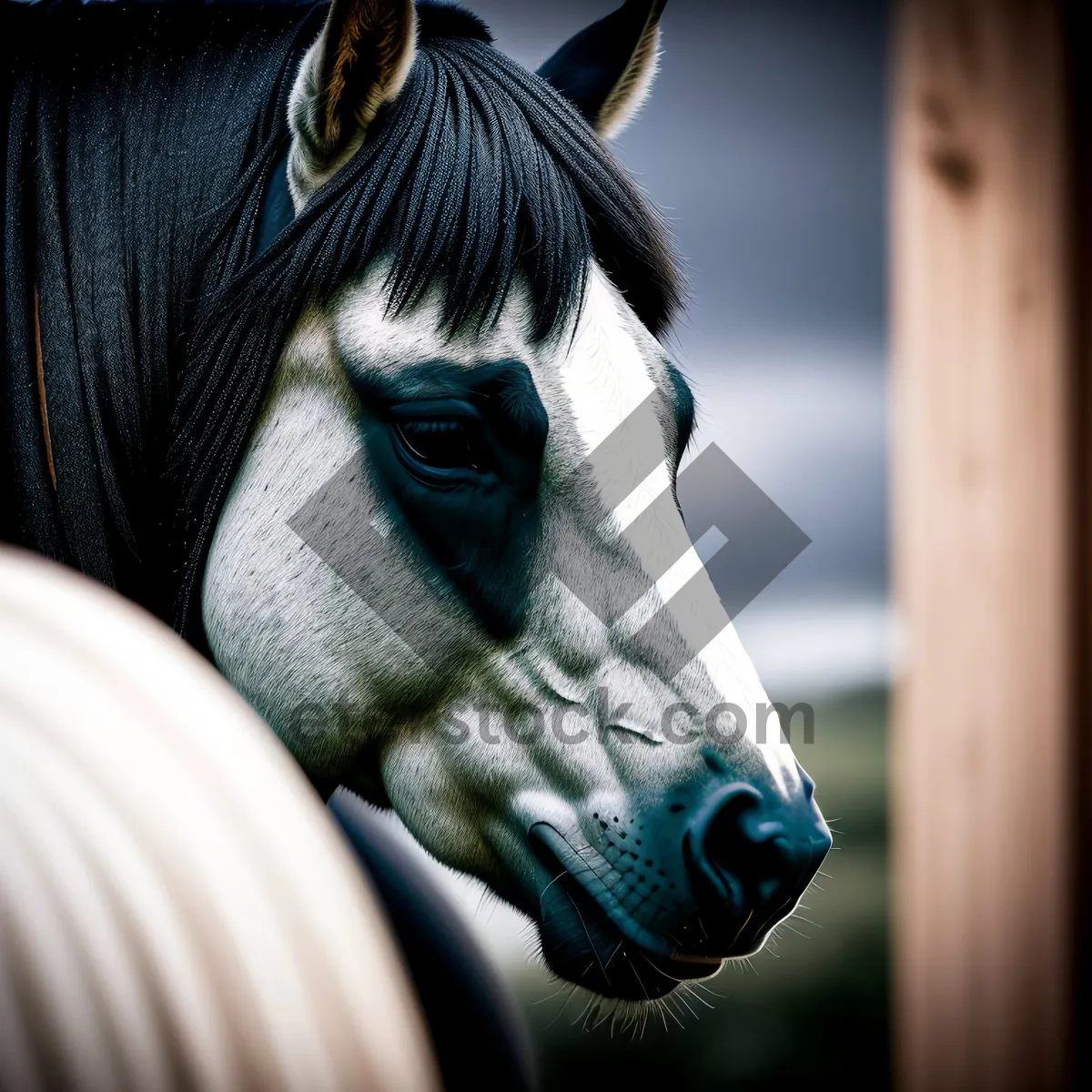 Picture of Thoroughbred horse with brown mane in equestrian portrait.