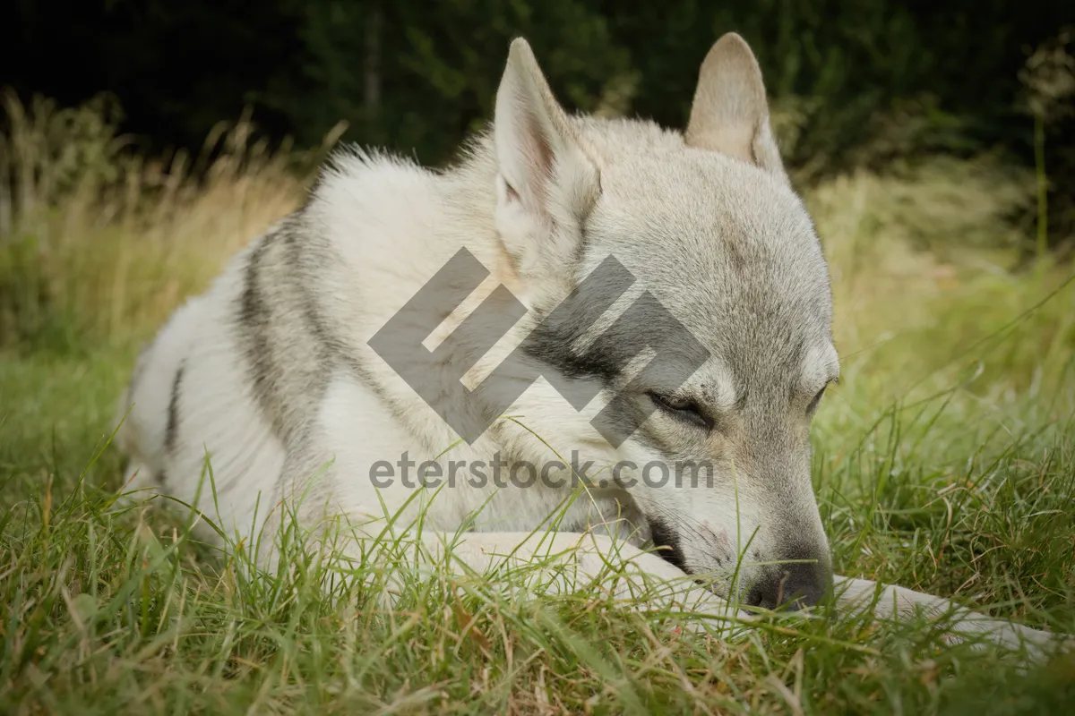 Picture of Domestic Canine Portrait with Cute Furry Eyes