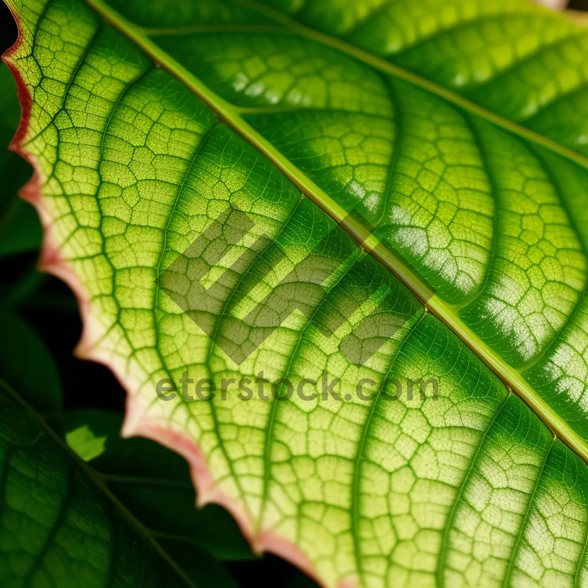 Picture of Vibrant Leaf Growth in a Garden