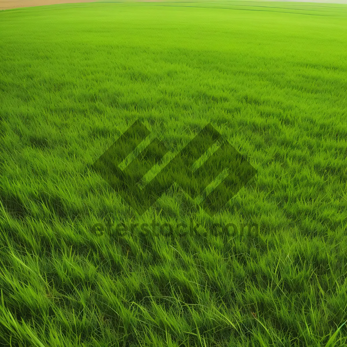 Picture of Serene Summer Wheat Field