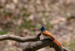 Wild bird with brown feathers perched on branch.