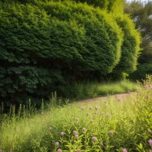 Serene Summer Willow: Vast Green Meadow Surrounded by Nature's Beauty