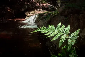 Peaceful forest landscape by the river