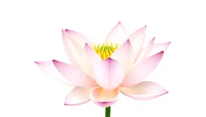 Colorful Lotus Flower Icon Element in Pink Tones