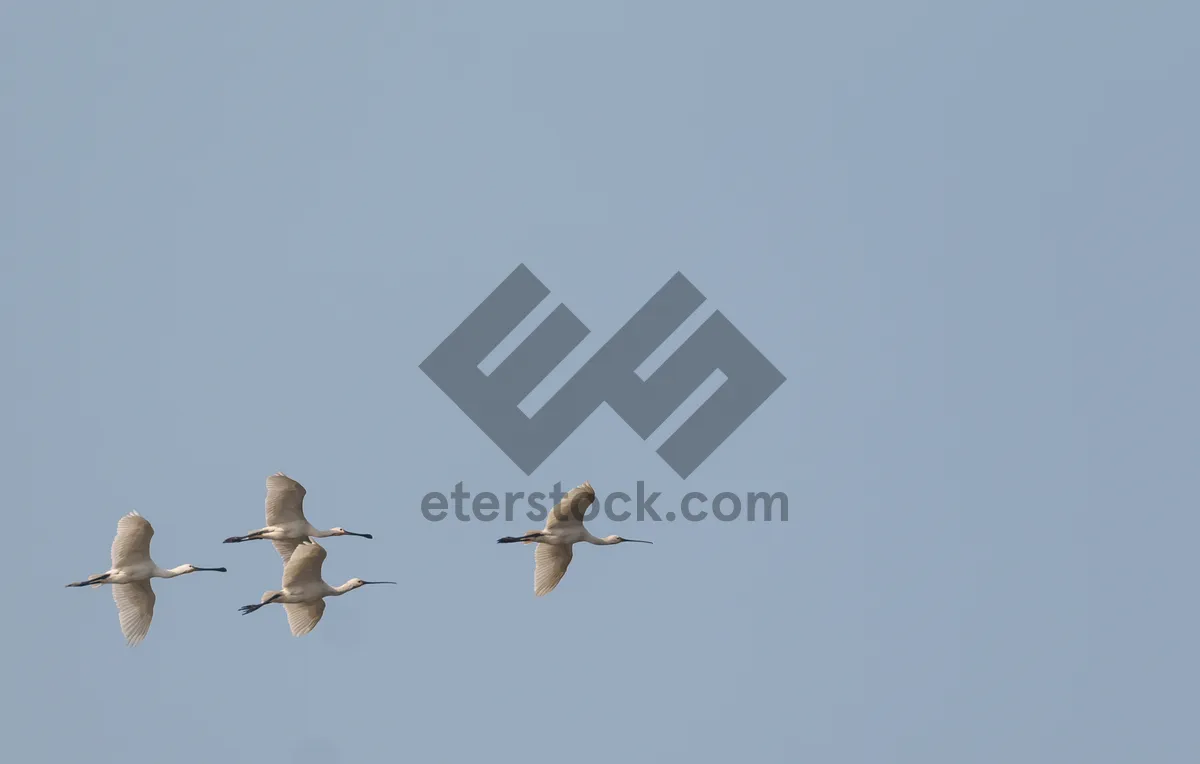 Picture of Flight of the Pelican and Stork in Sky